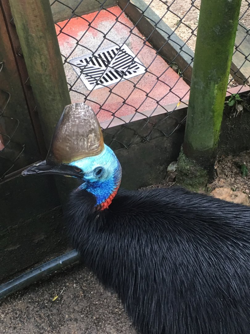 Southern cassowary (Casuarius casuarius)