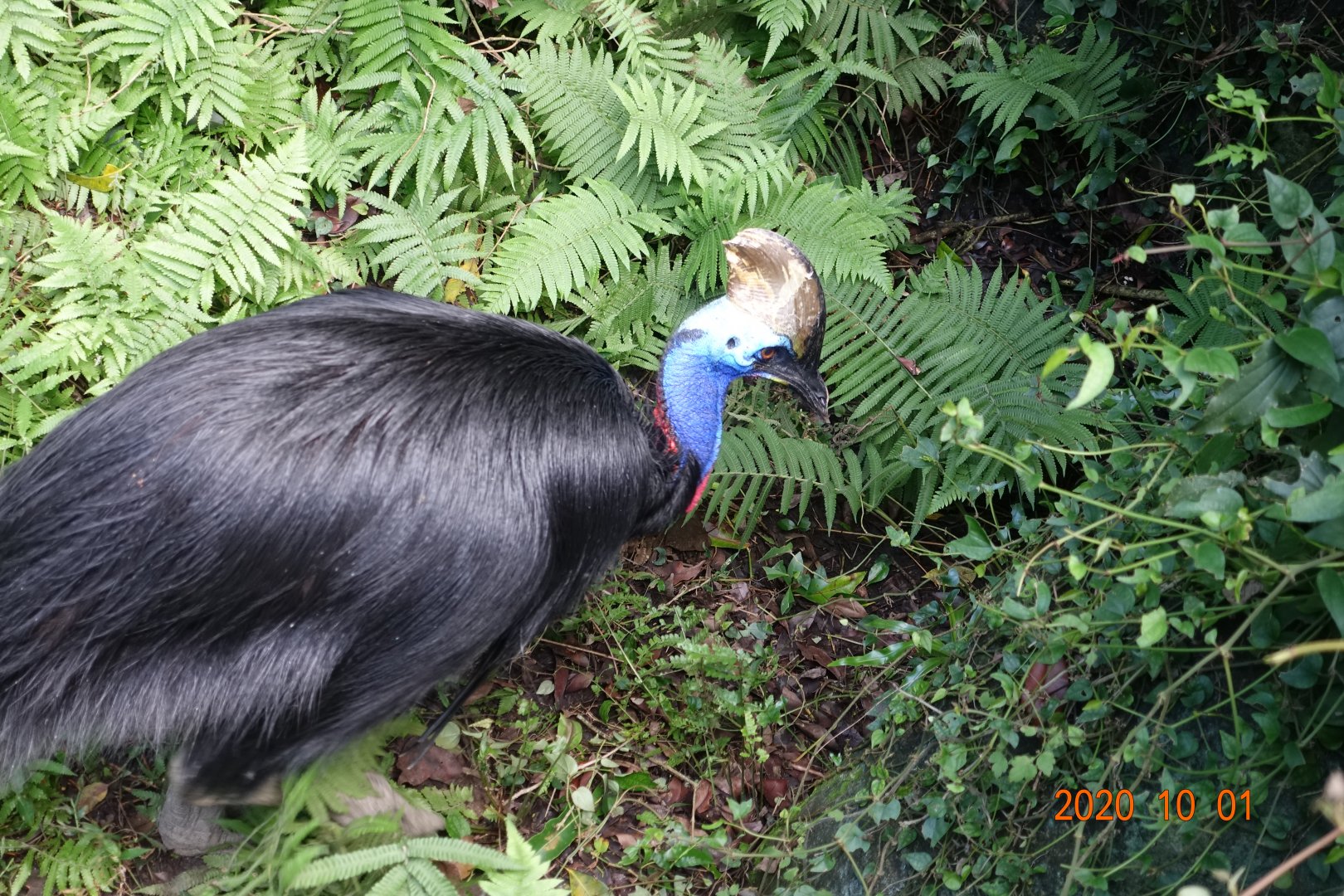 Southern Cassowary (Casuarius casuarius)