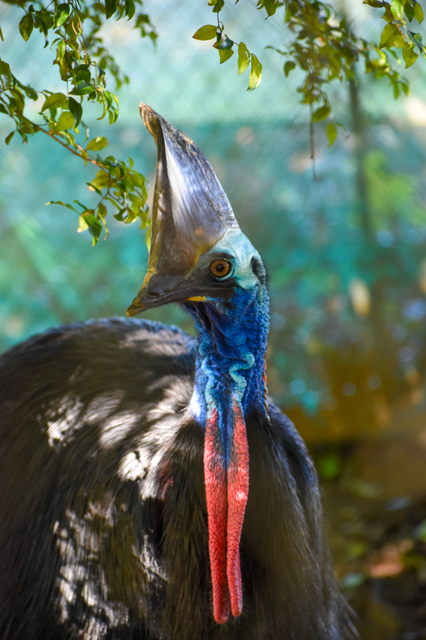 Southern Cassowary (Casuarius casuarius)