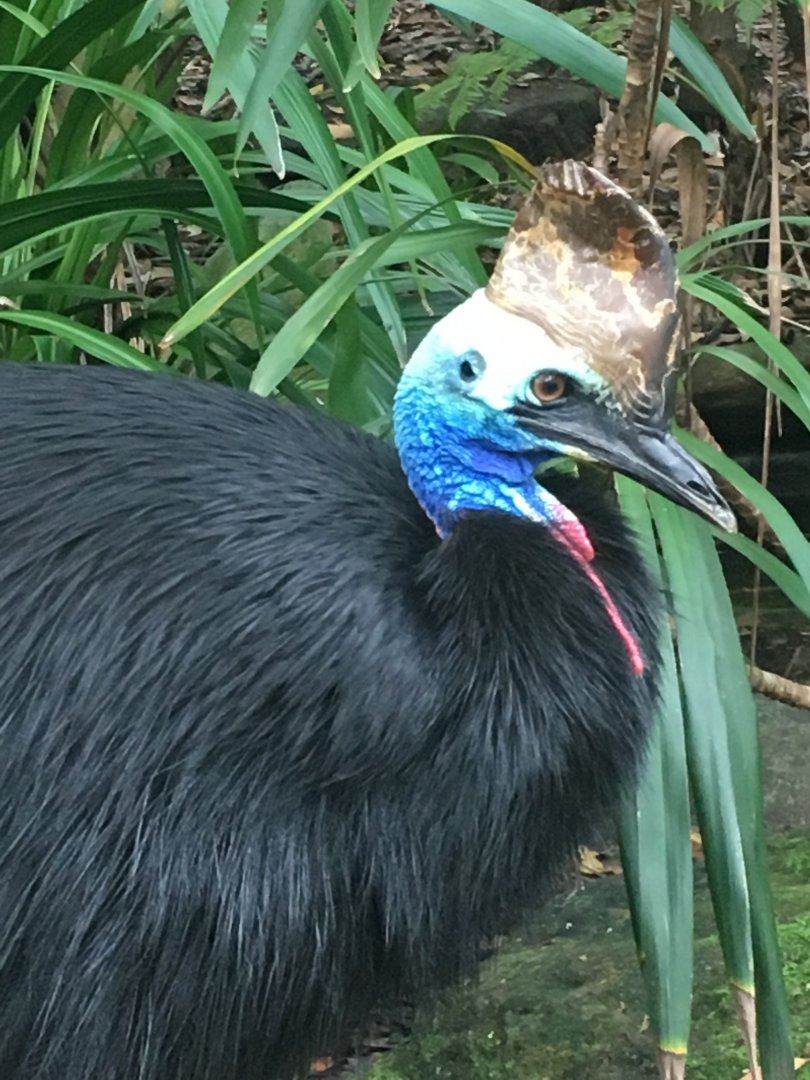 Southern Cassowary (Casuarius casuarius)