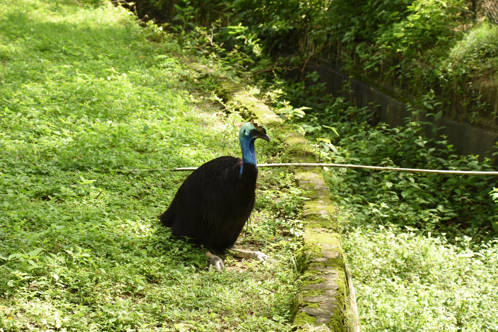 Southern cassowary (Casuarius casuarius)