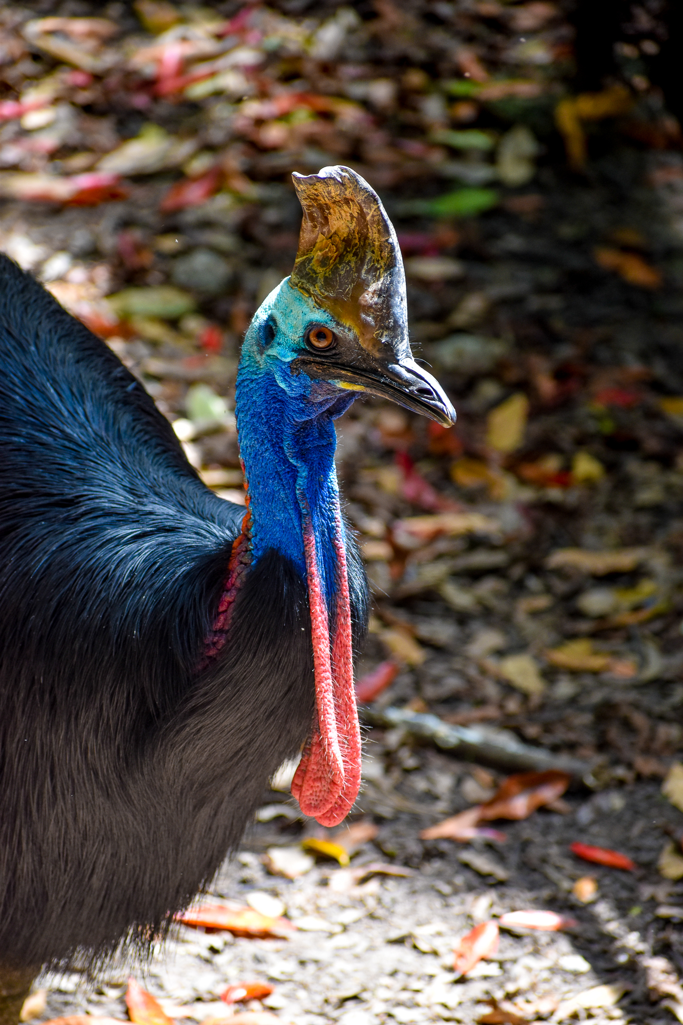 Southern Cassowary (Casuarius casuarius)
