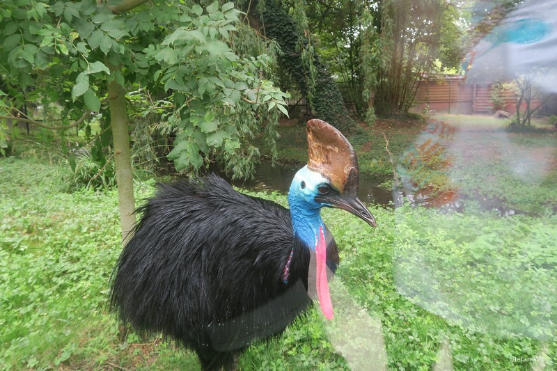 southern cassowary (Casuarius casuarius),
