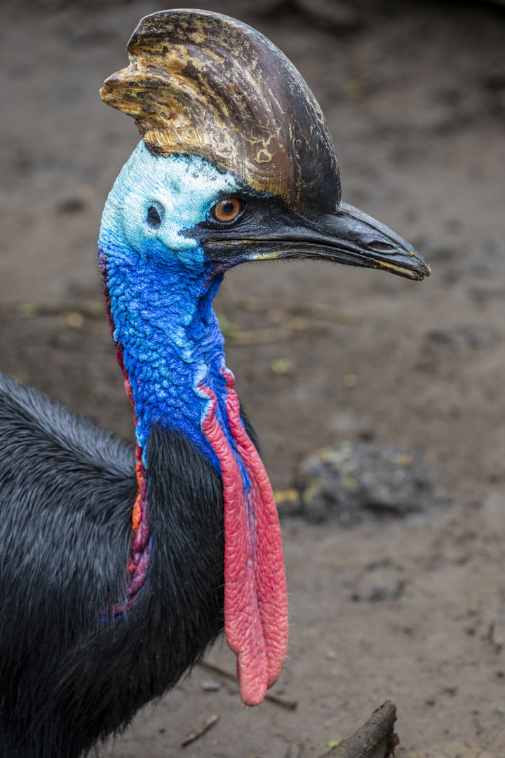 Southern cassowary (Casuarius casuarius)