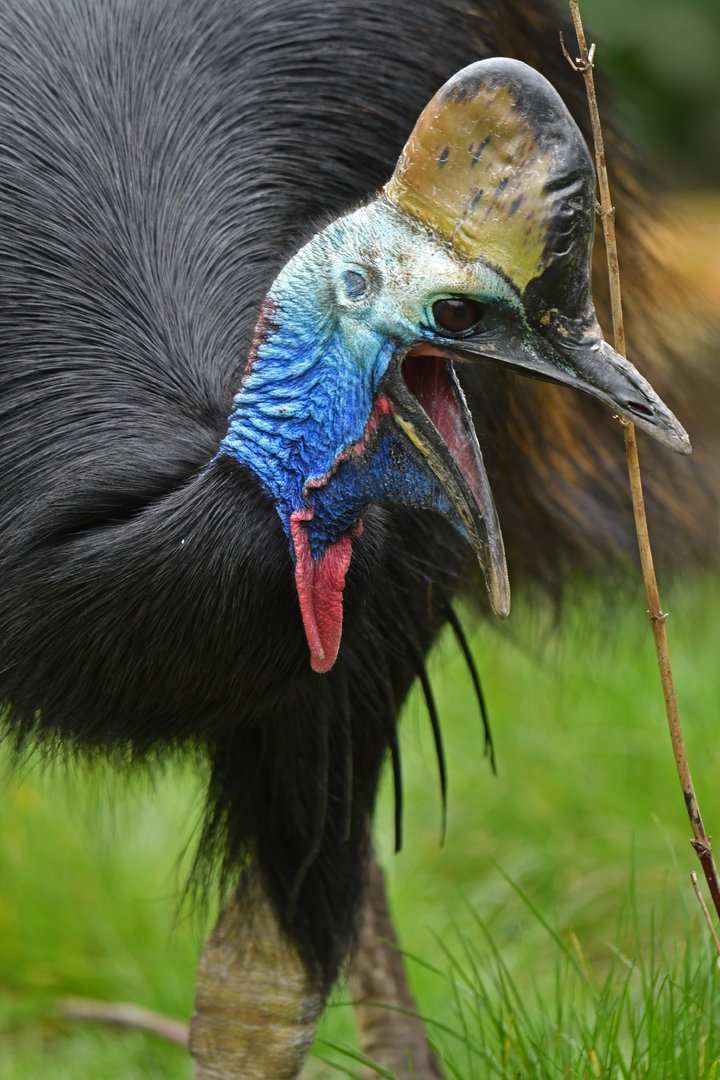 Southern cassowary (Casuarius casuarius)