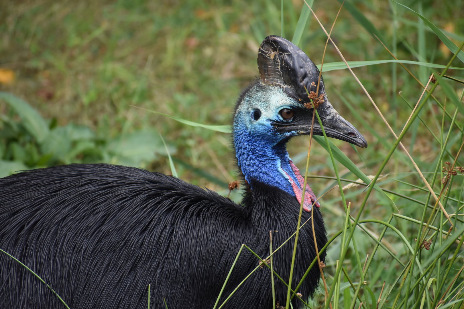 Southern Cassowary - Casuarius casuarius