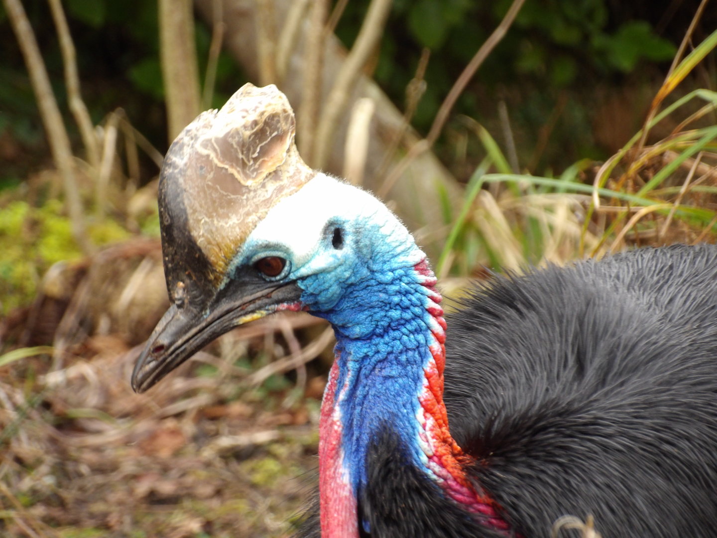 Southern Cassowary (Casuarius casuarius)