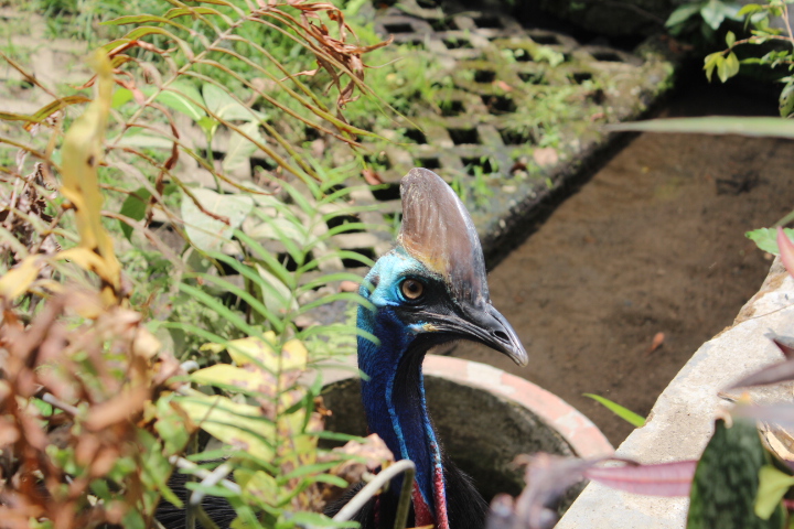 Southern cassowary (Casuarius casuarius)