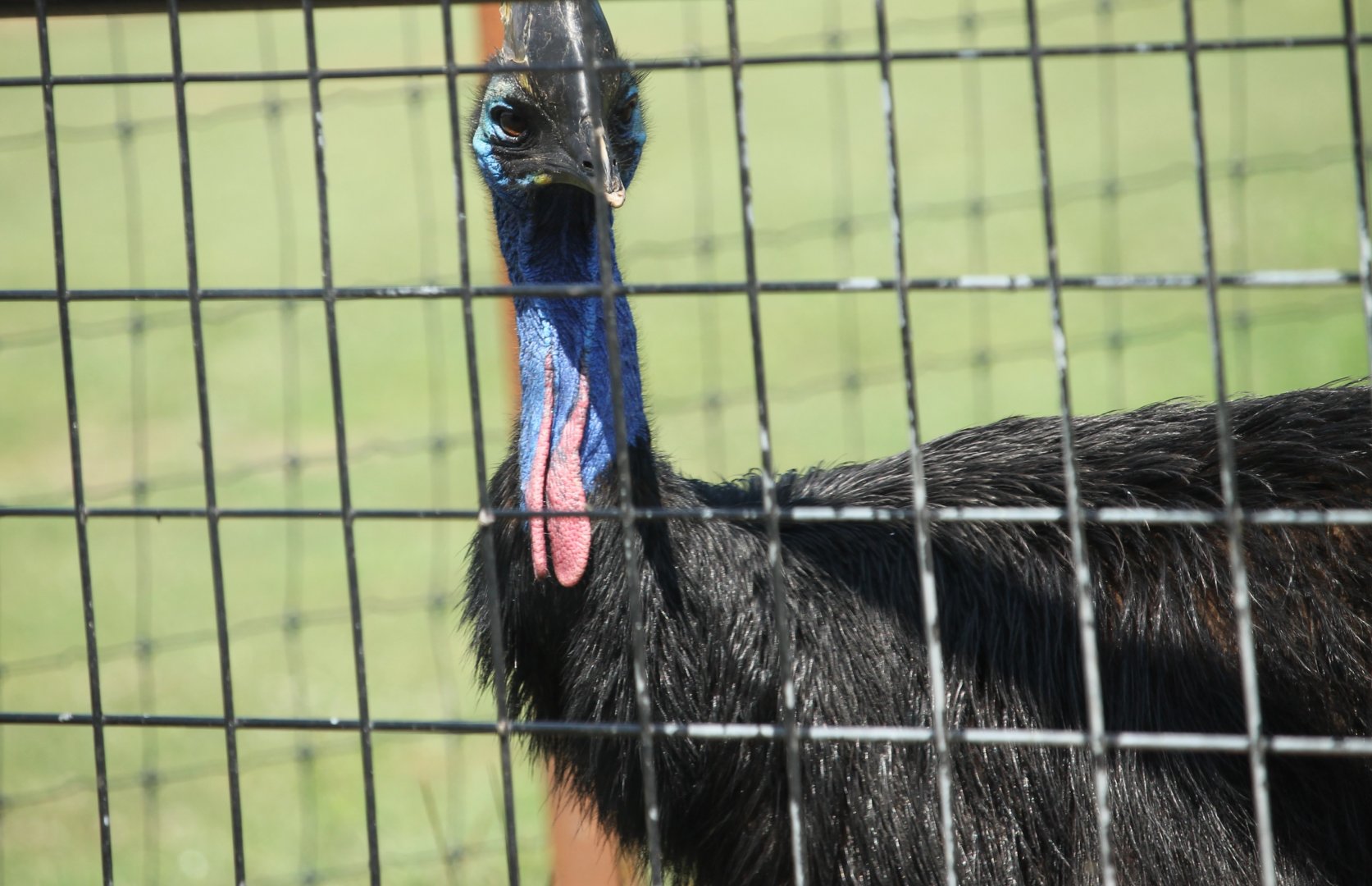 Southern Cassowary (Casuarius casuarius)