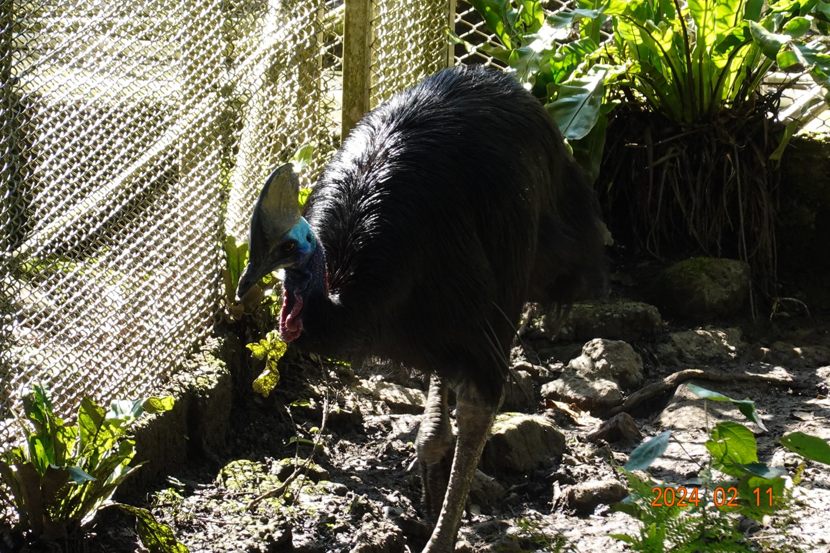 Southern Cassowary (Casuarius casuarius)