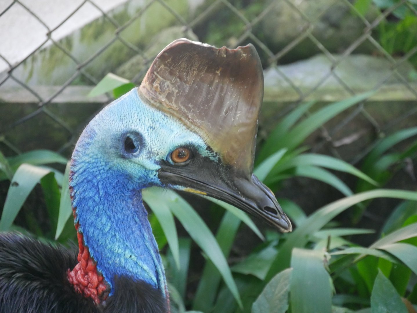 Southern Cassowary (Casuarius casuarius)