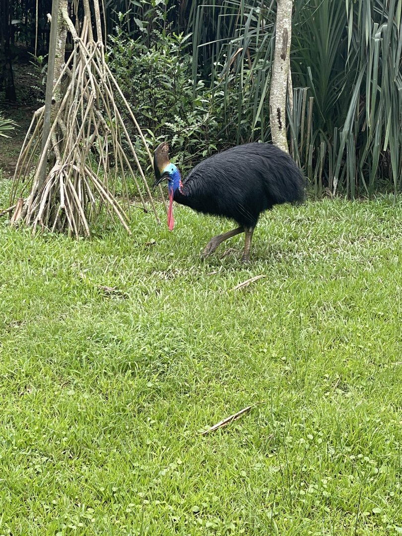 Southern Cassowary (Casuarius casuarius)