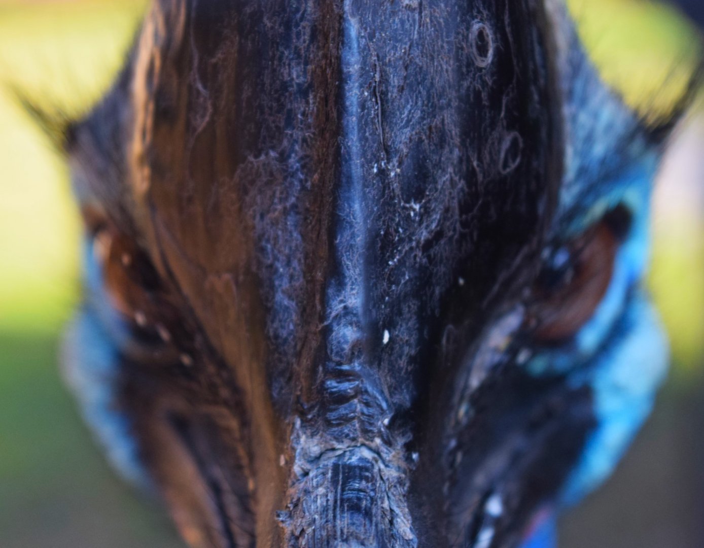 Southern Cassowary (Casuarius casuarius)