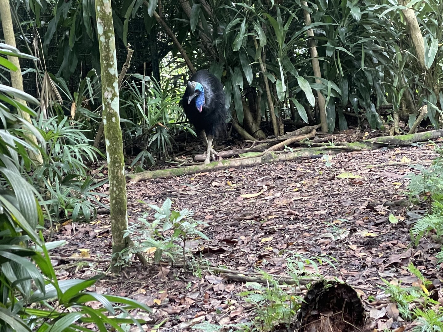Southern Cassowary (Casuarius casuarius)