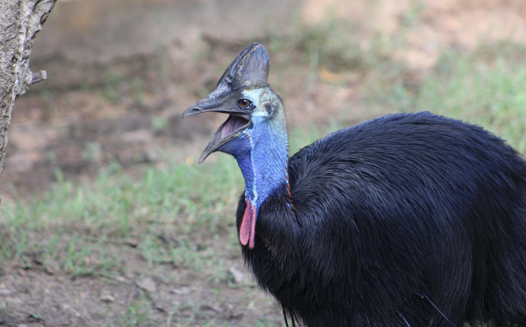 Southern Cassowary (Casuarius casuarius)