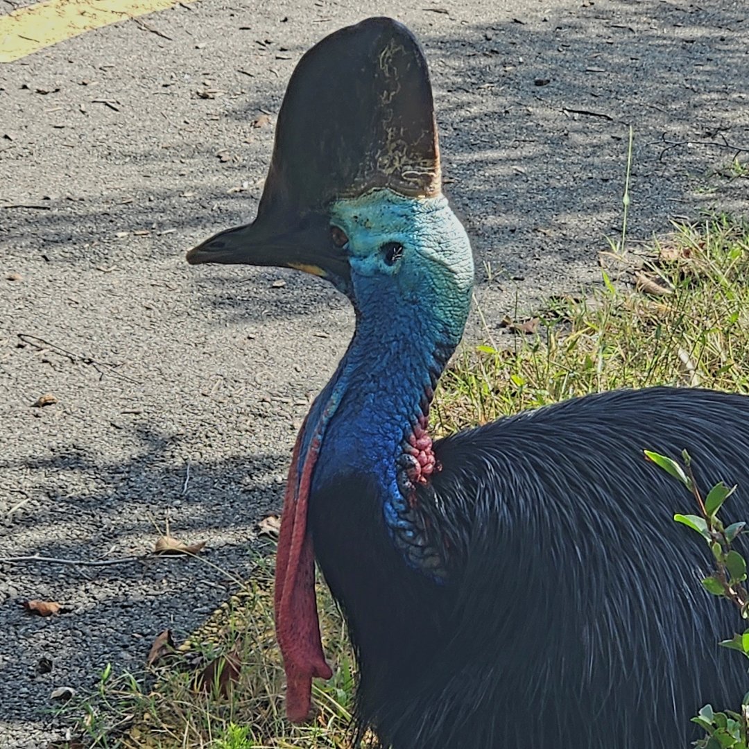 Southern Cassowary (Casuarius casuarius)