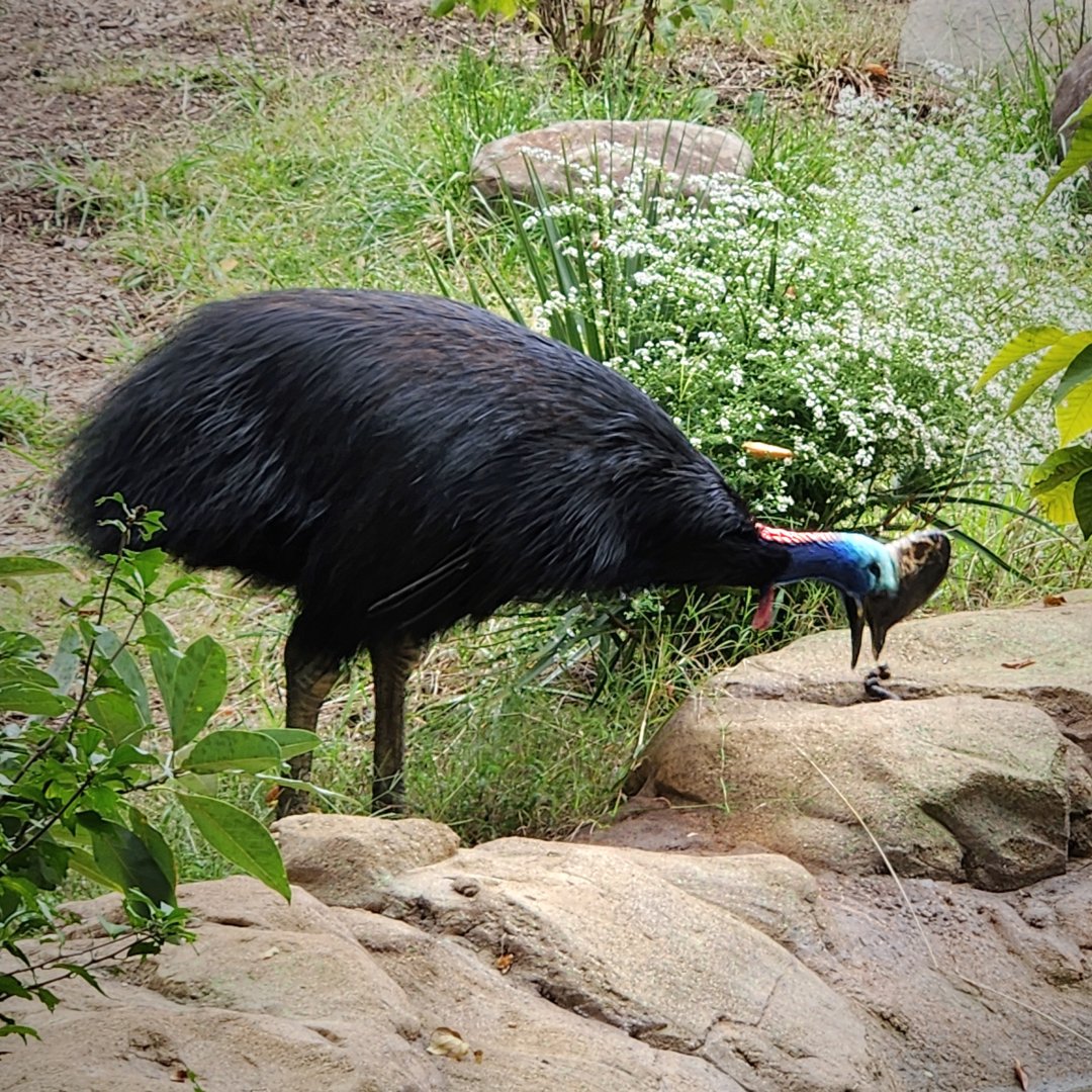 Southern Cassowary (Casuarius casuarius)