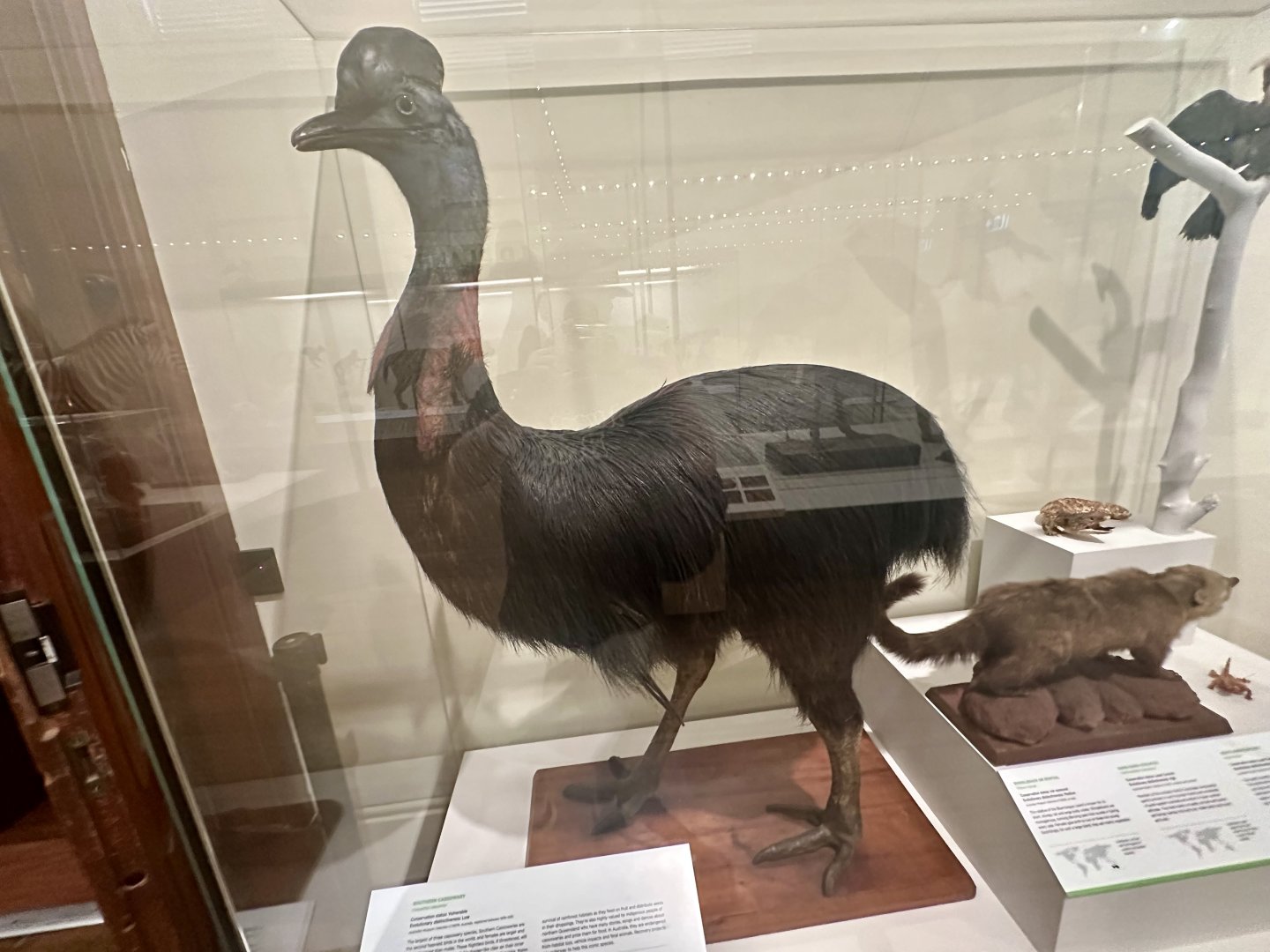 Southern cassowary (Casuarius casuarius)