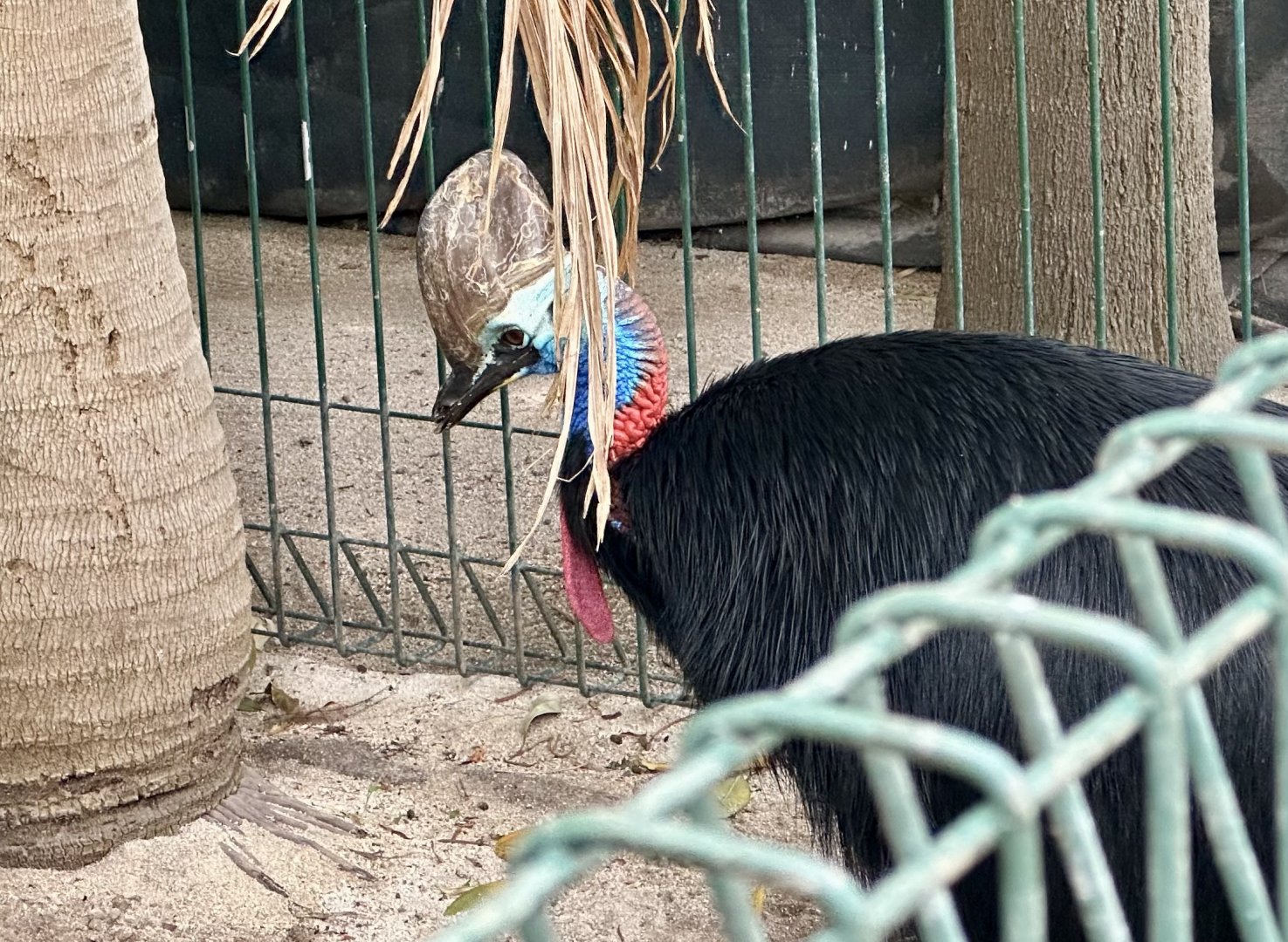 Southern cassowary (Casuarius casuarius)