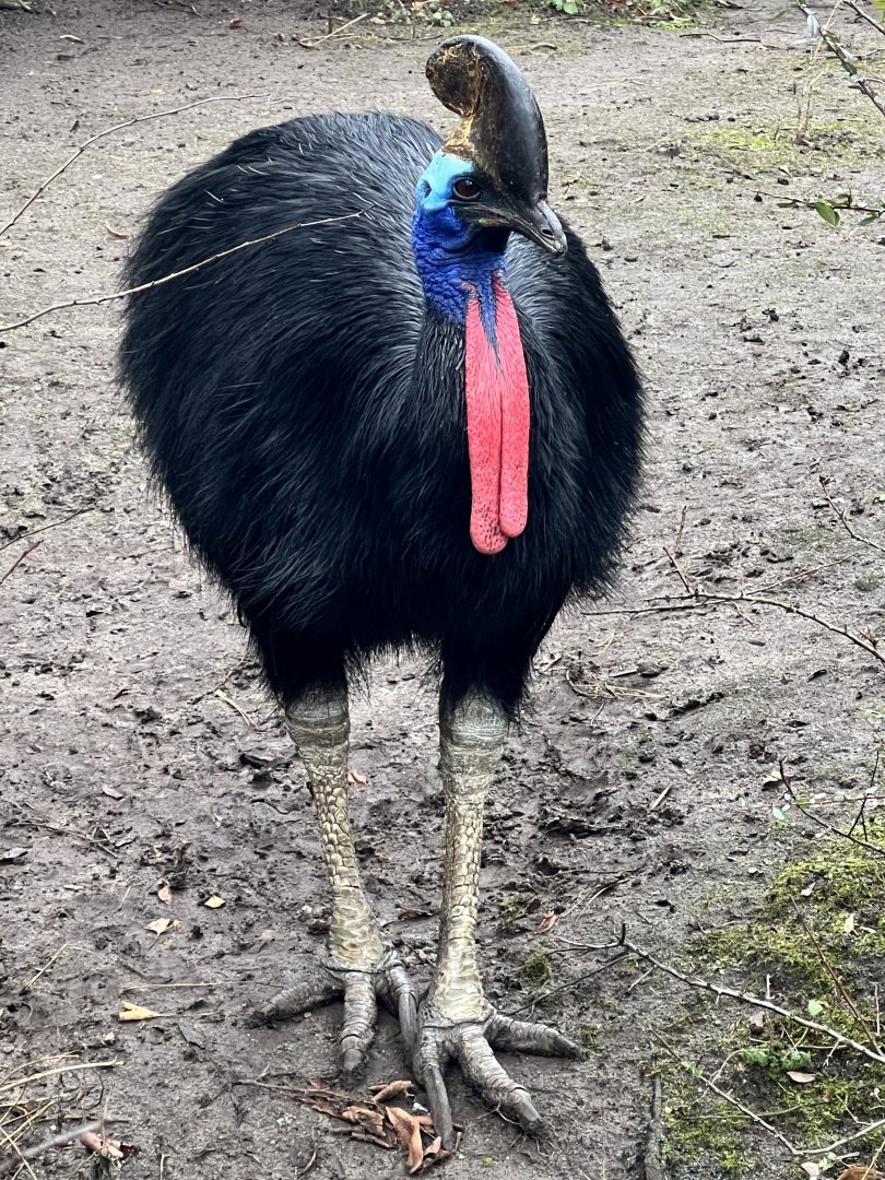 Southern Cassowary (Casuarius casuarius)