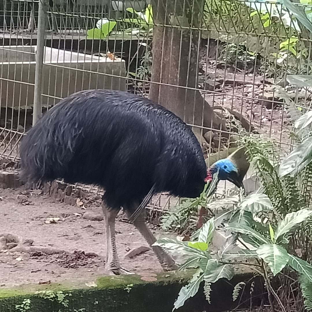 Southern cassowary (Casuarius casuarius)