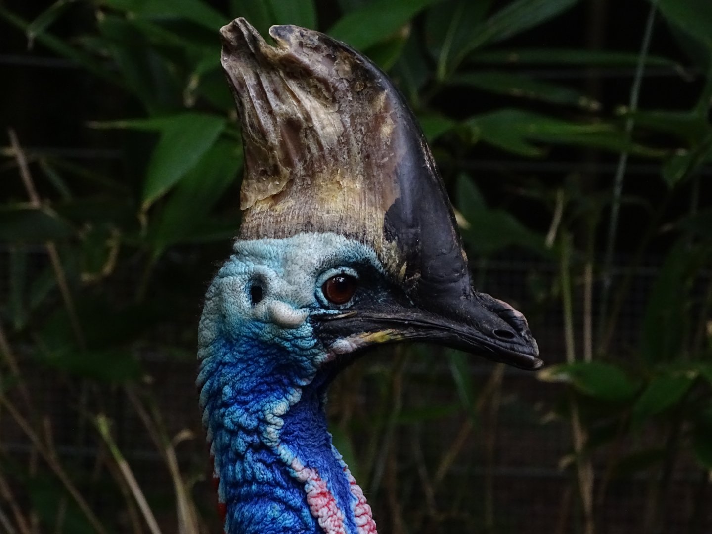 Southern cassowary (Casuarius casuarius)