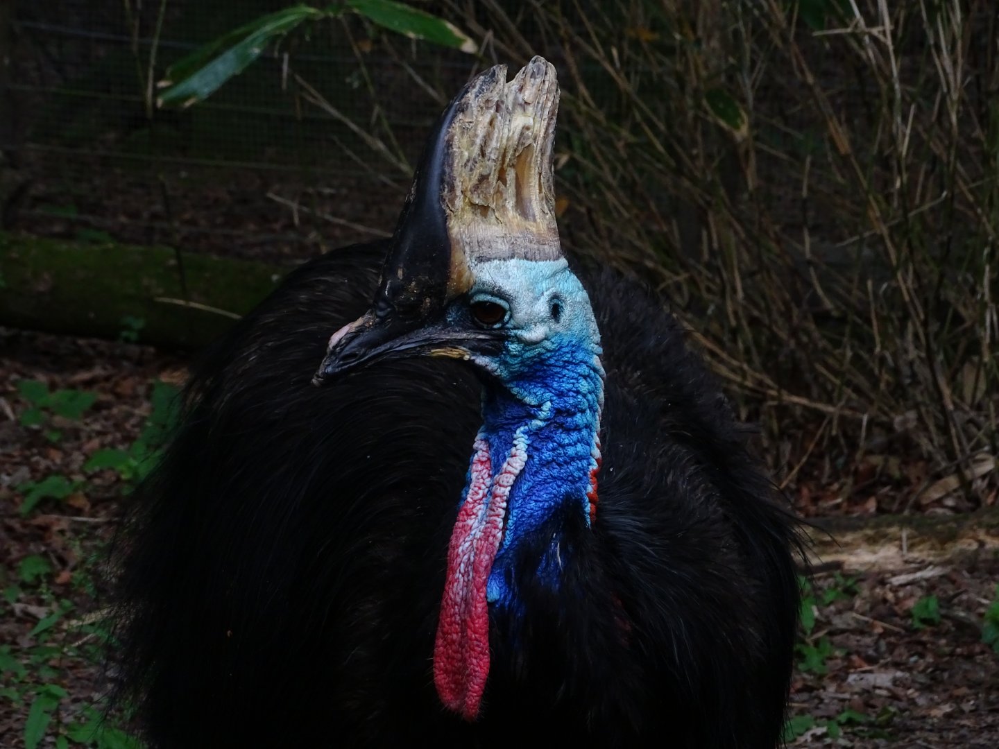 Southern cassowary (Casuarius casuarius)