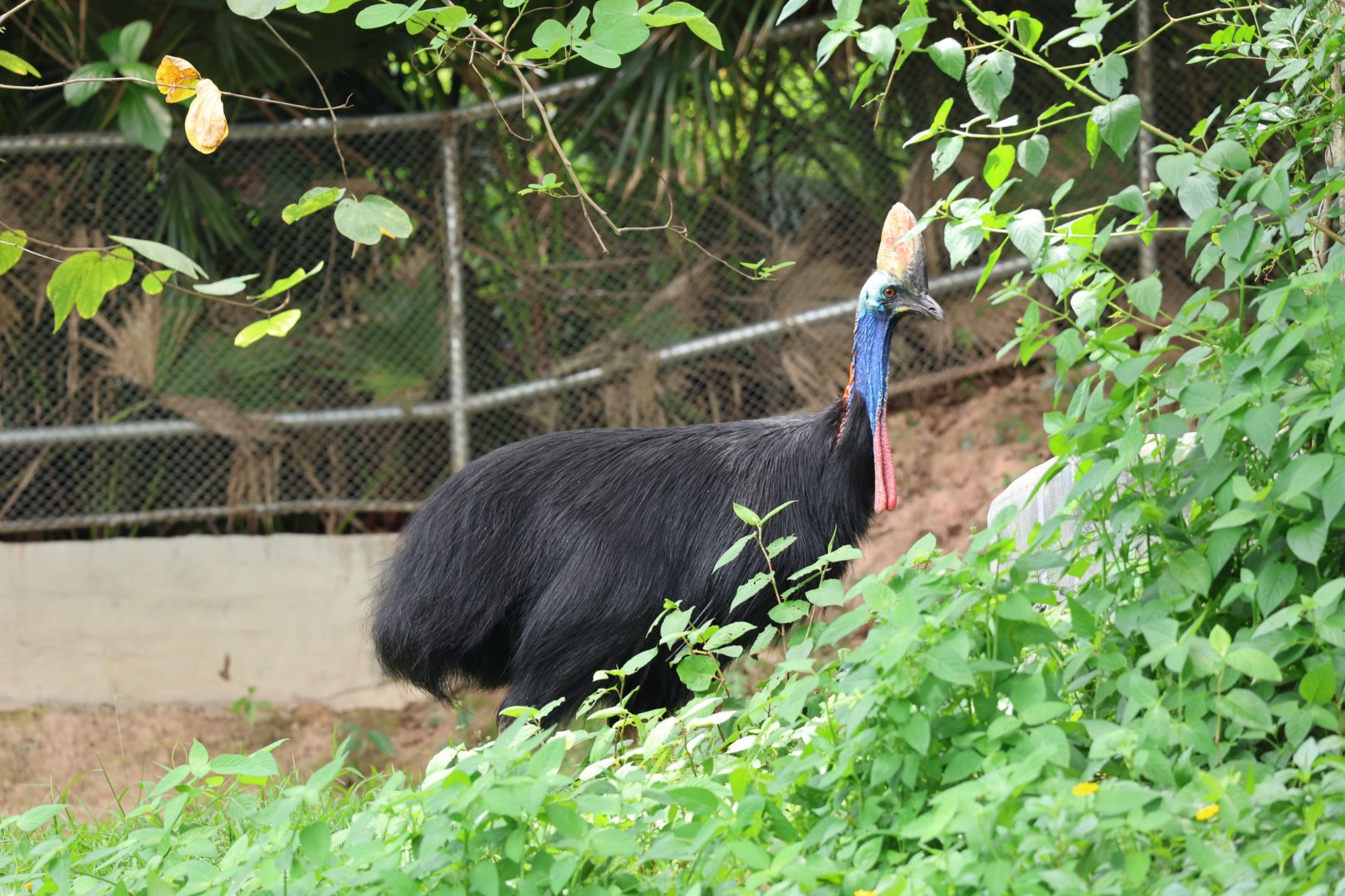 Southern cassowary (Casuarius casuarius)