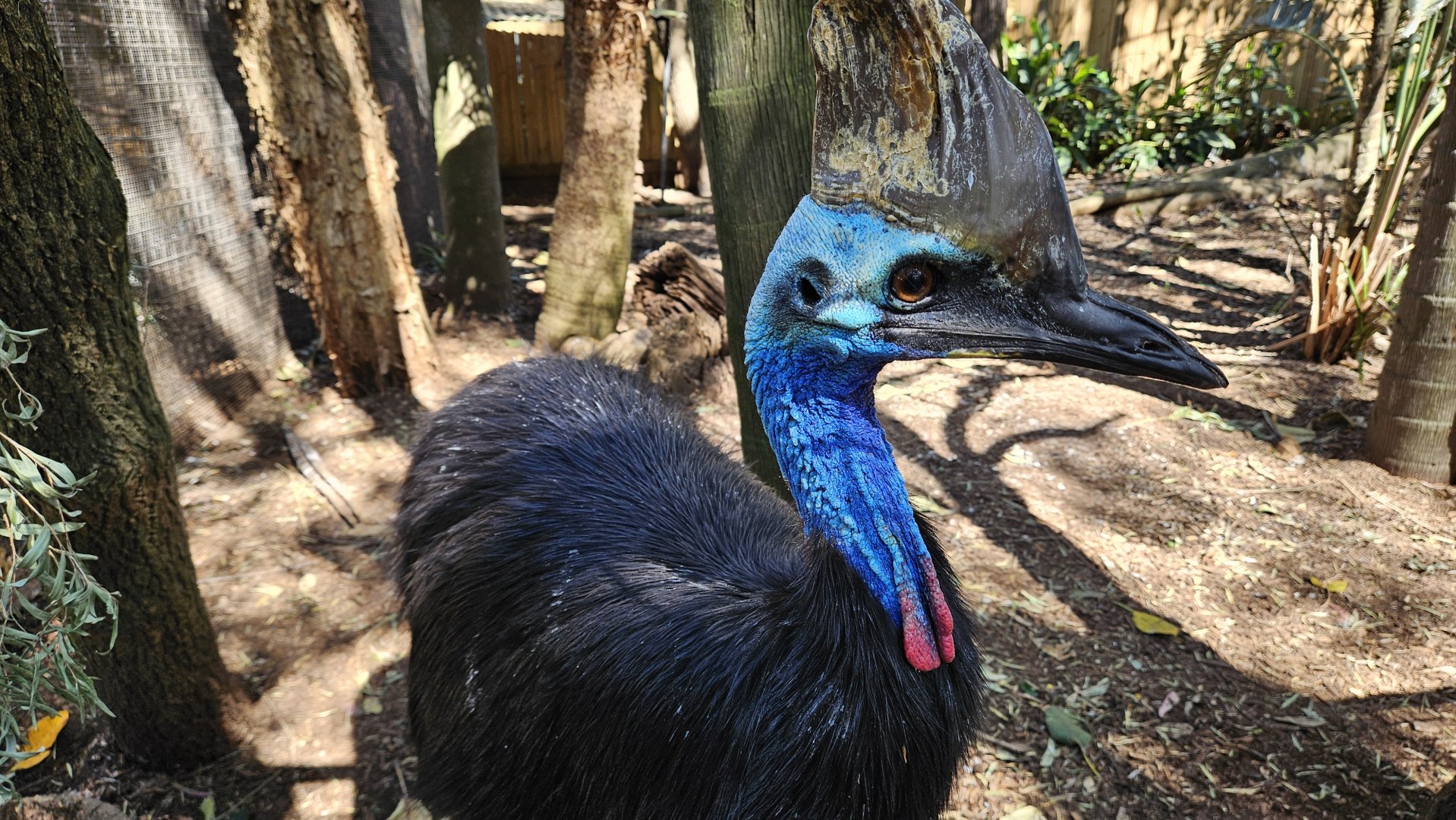 Southern cassowary - Casuarius casuarius