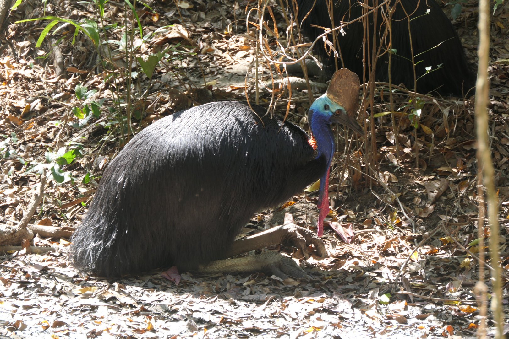 Southern Cassowary (Casuarius casuarius)