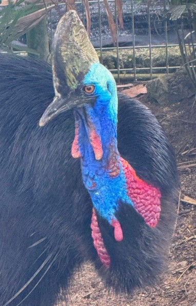Southern Cassowary (Casuarius casuarius)