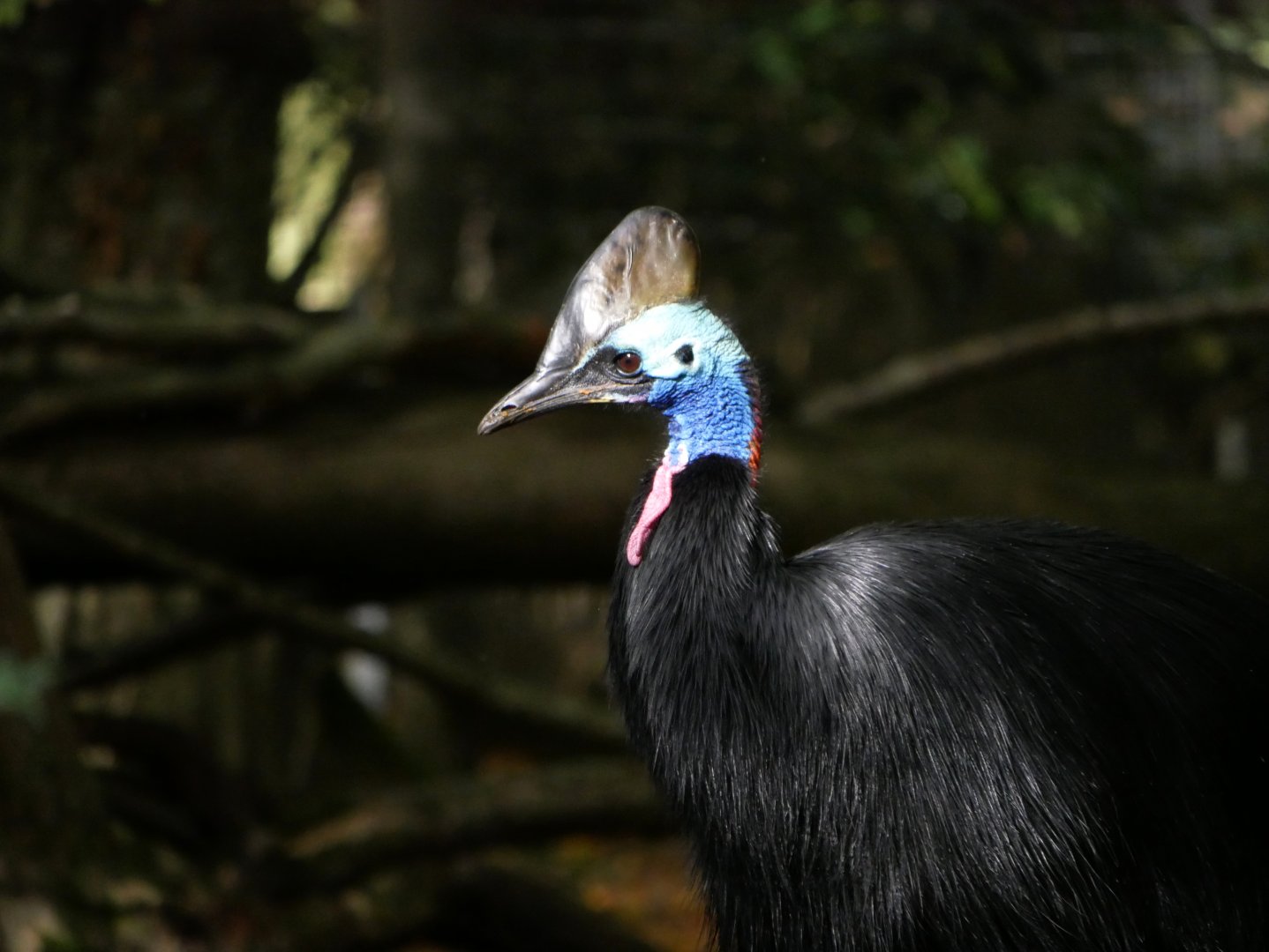 southern cassowary (Casuarius casuarius)