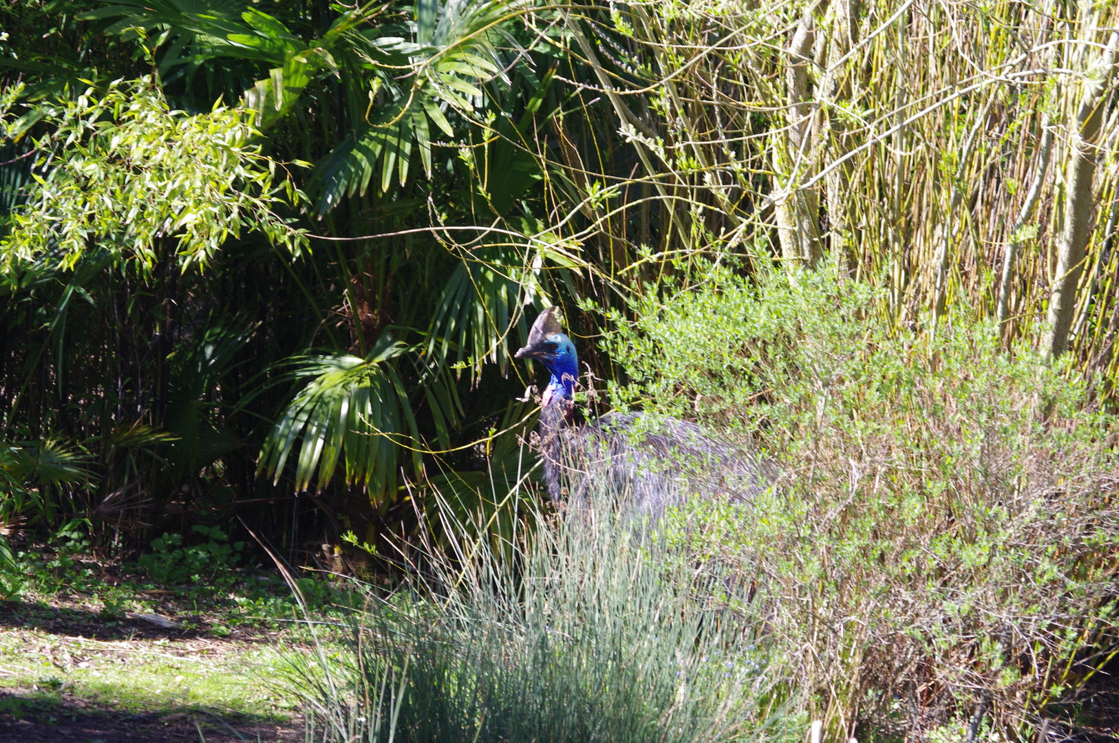 Southern Cassowary- Chester Zoo 4/4/2023