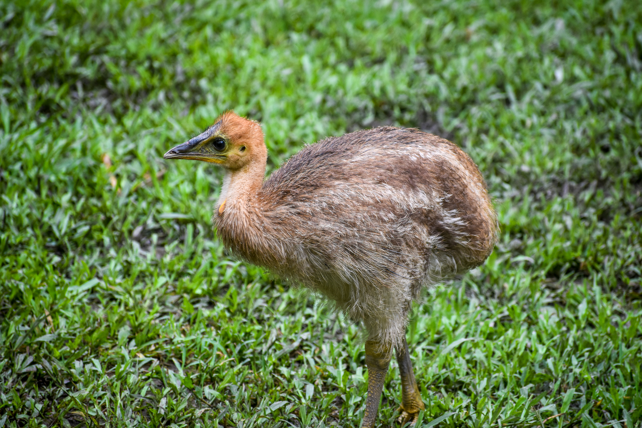 Southern Cassowary Chick