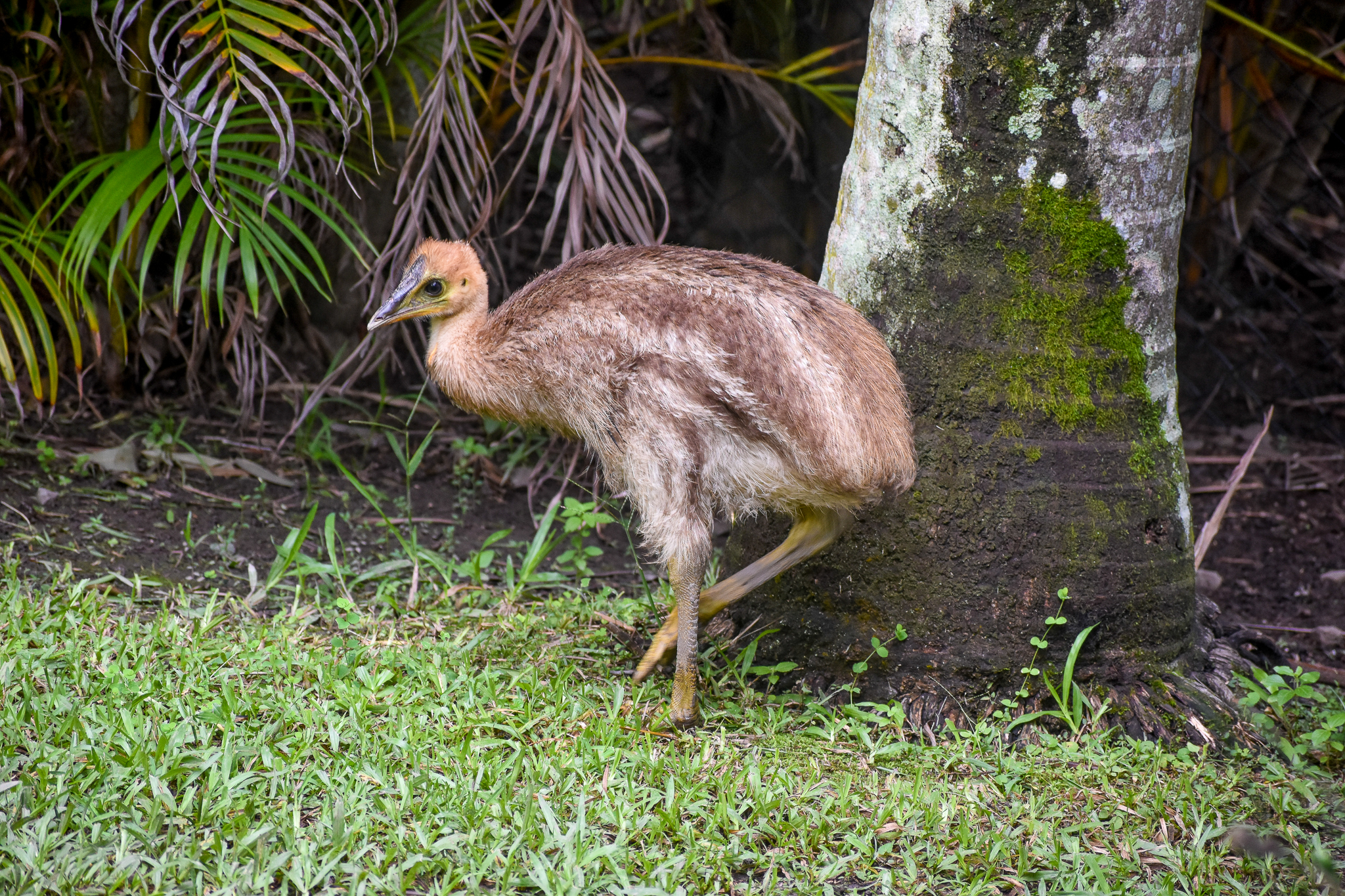 Southern Cassowary Chick