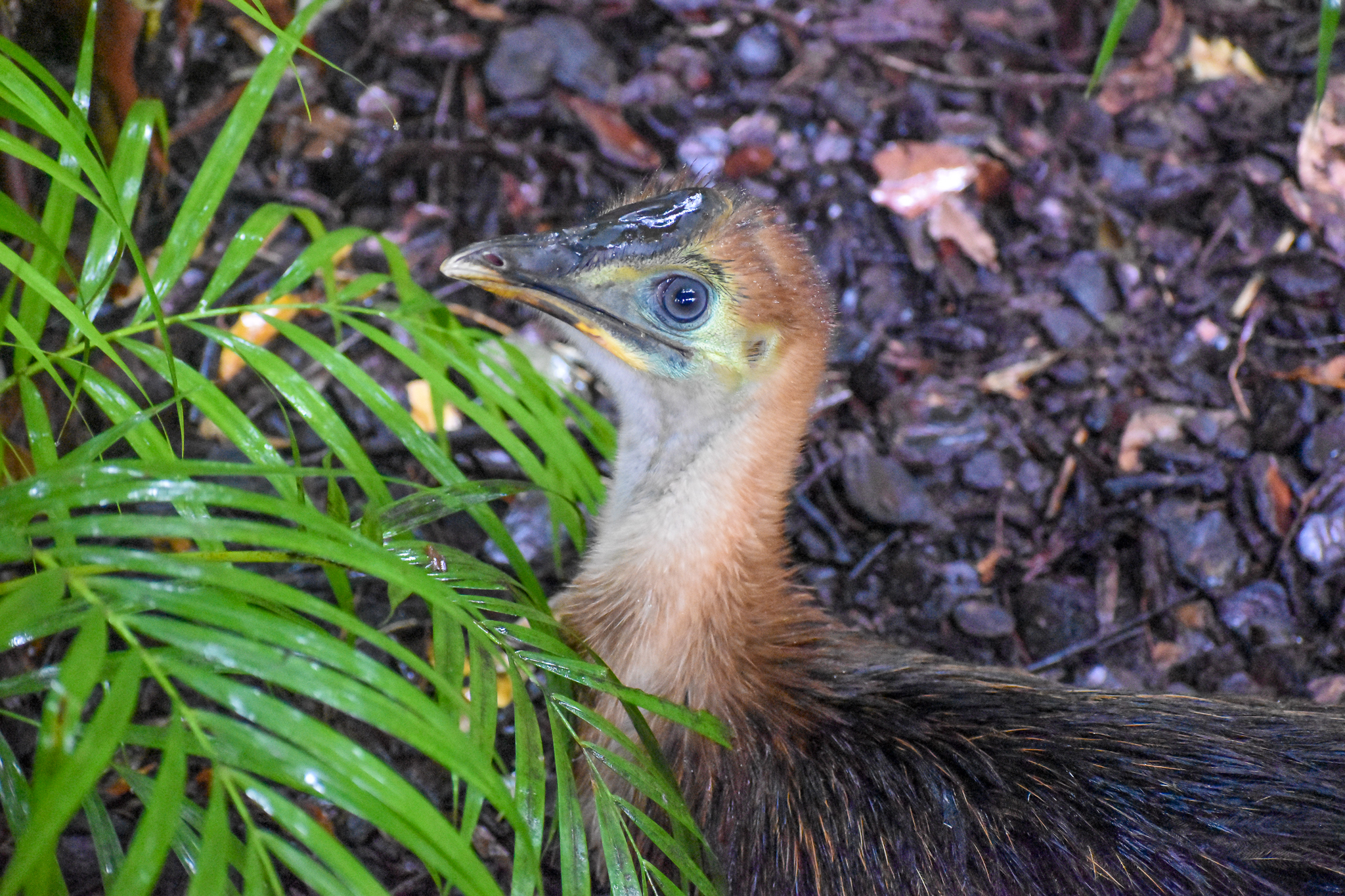 Southern Cassowary Chick