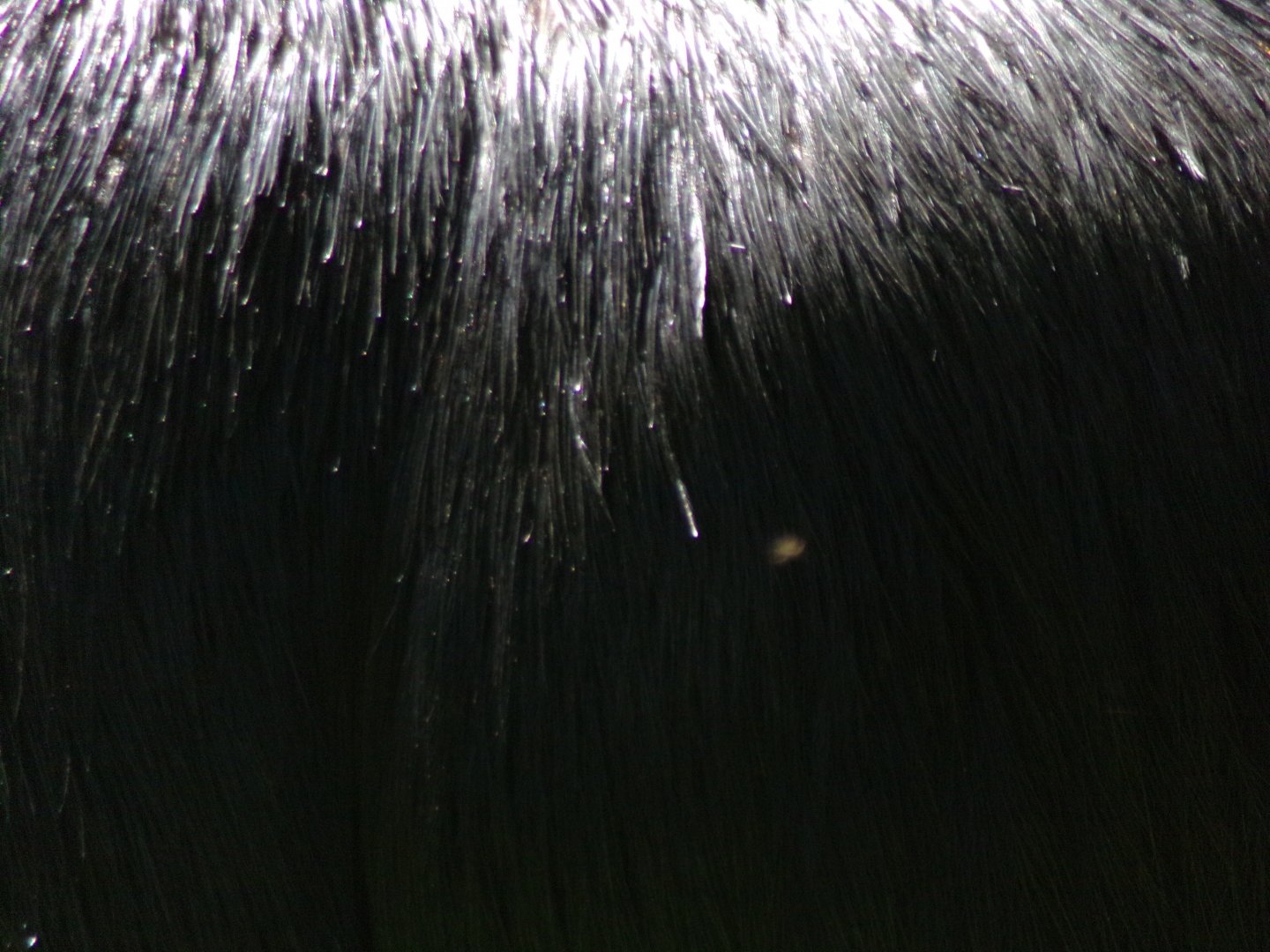 Southern cassowary closeup 20.5.24