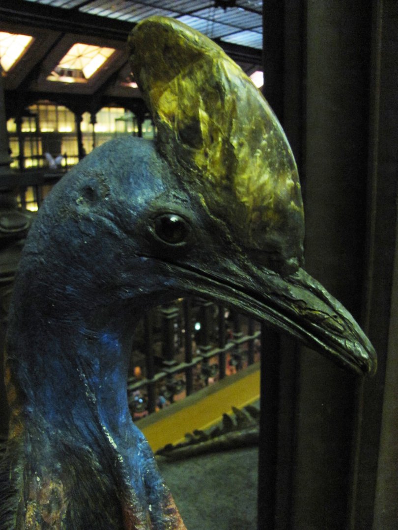 Southern Cassowary Closeup