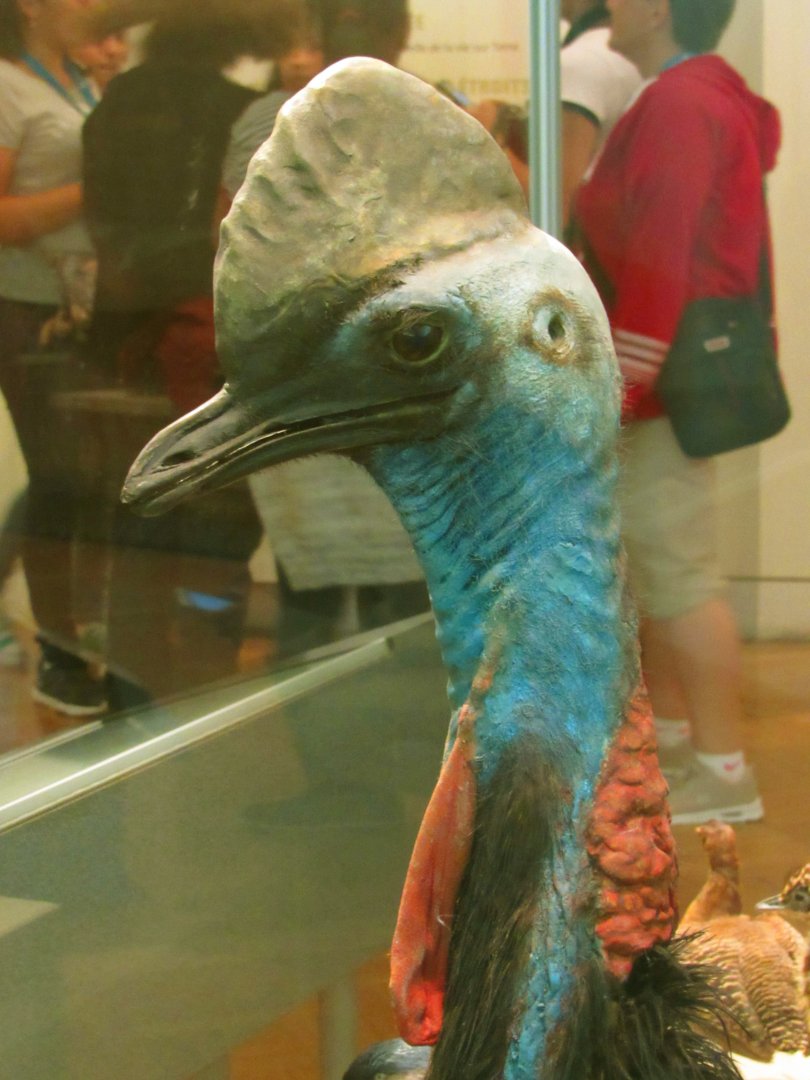 Southern Cassowary Closeup