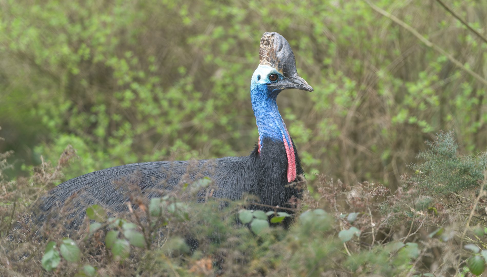 Southern Cassowary, CWP, UK