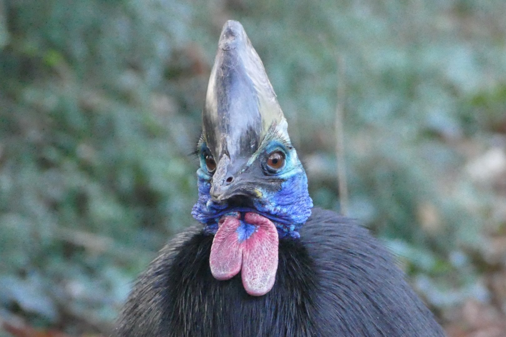 Southern Cassowary, December 2017