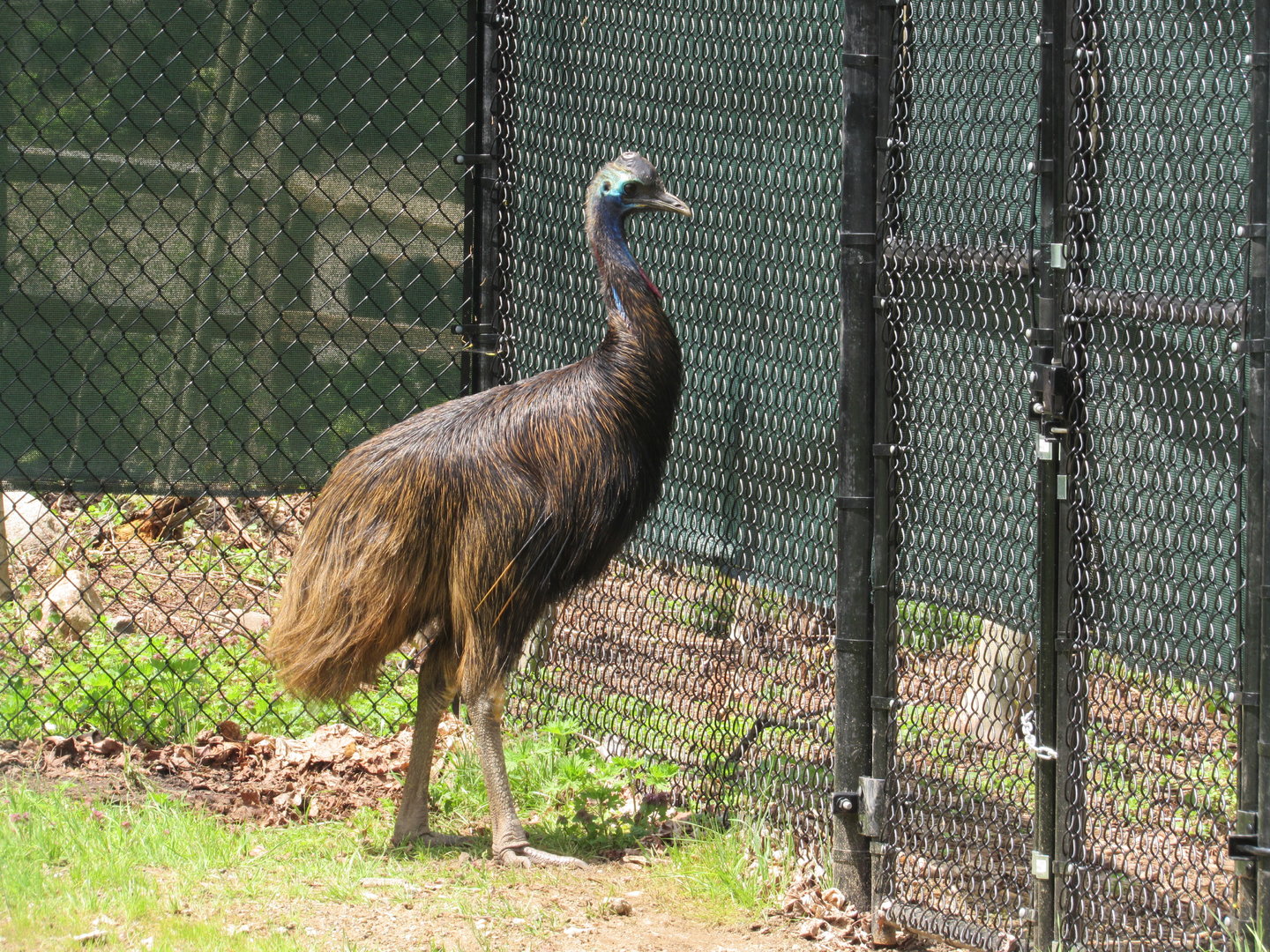 Southern Cassowary Dexter - 5/7/23