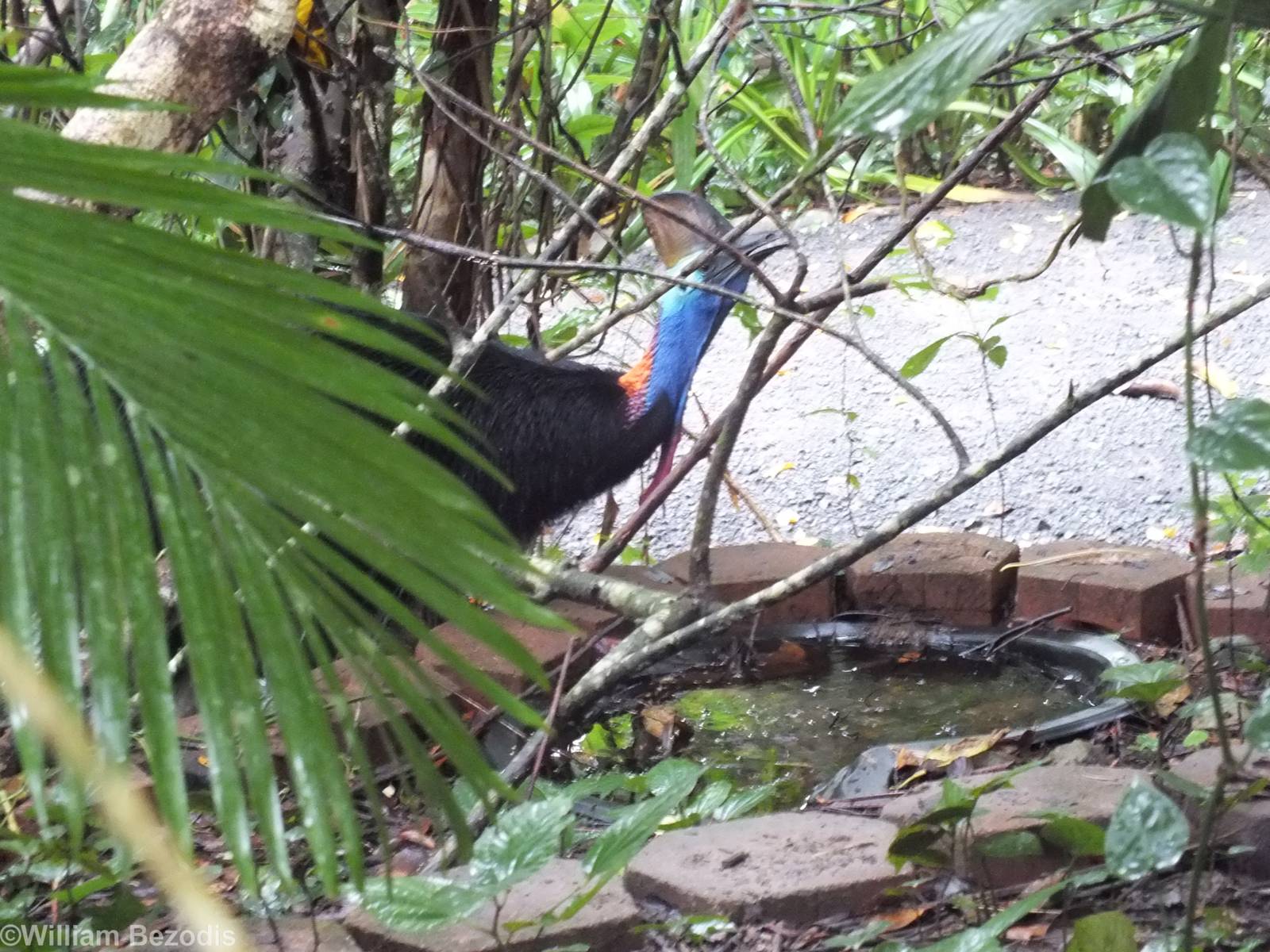 Southern Cassowary Drinking