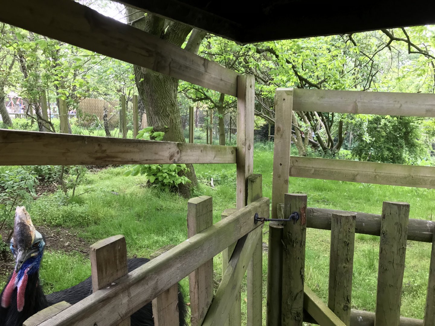 Southern cassowary enclosure (2)