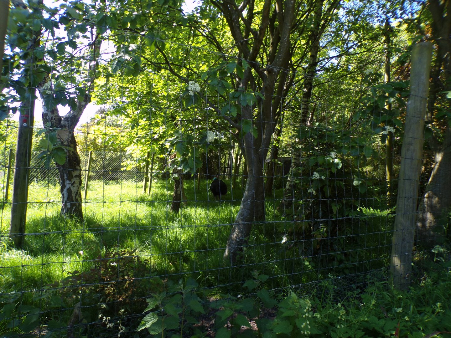 Southern cassowary enclosure 20.5.24