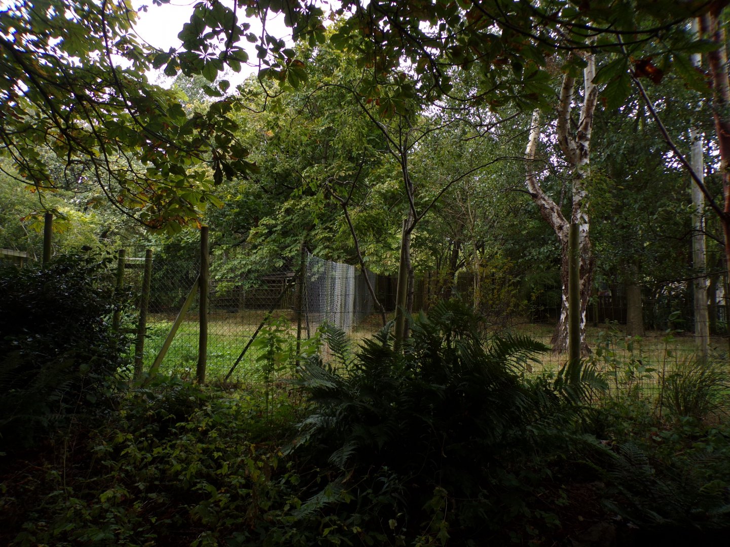 Southern cassowary enclosure 25.8.24