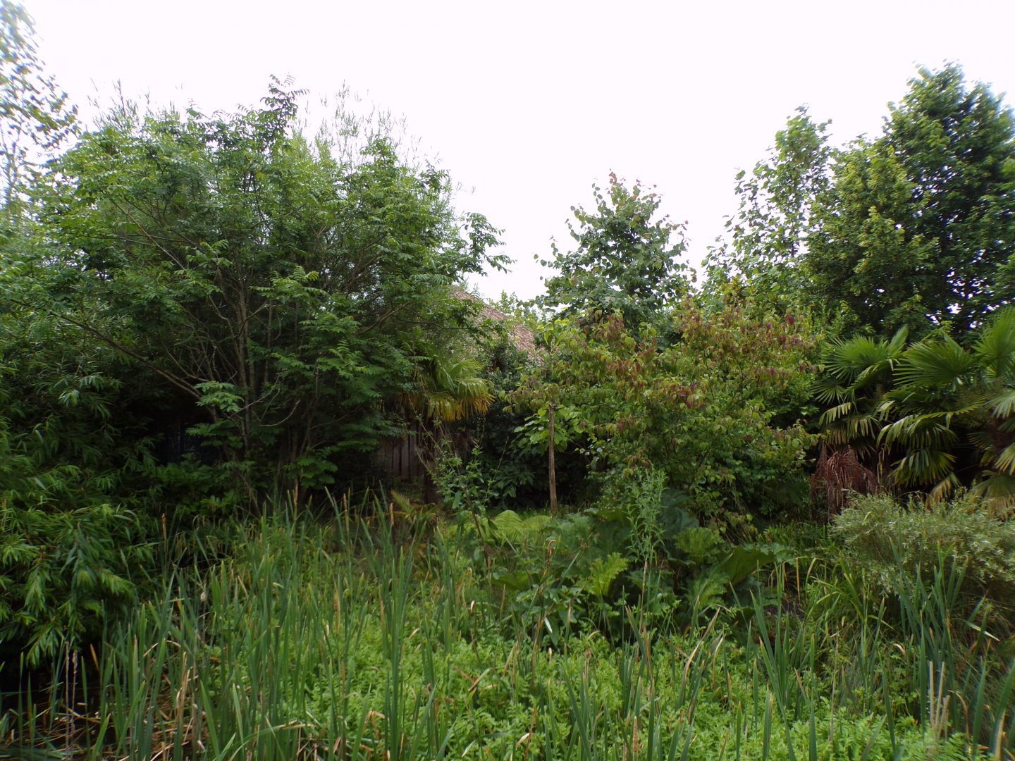 Southern cassowary enclosure 29.6.24