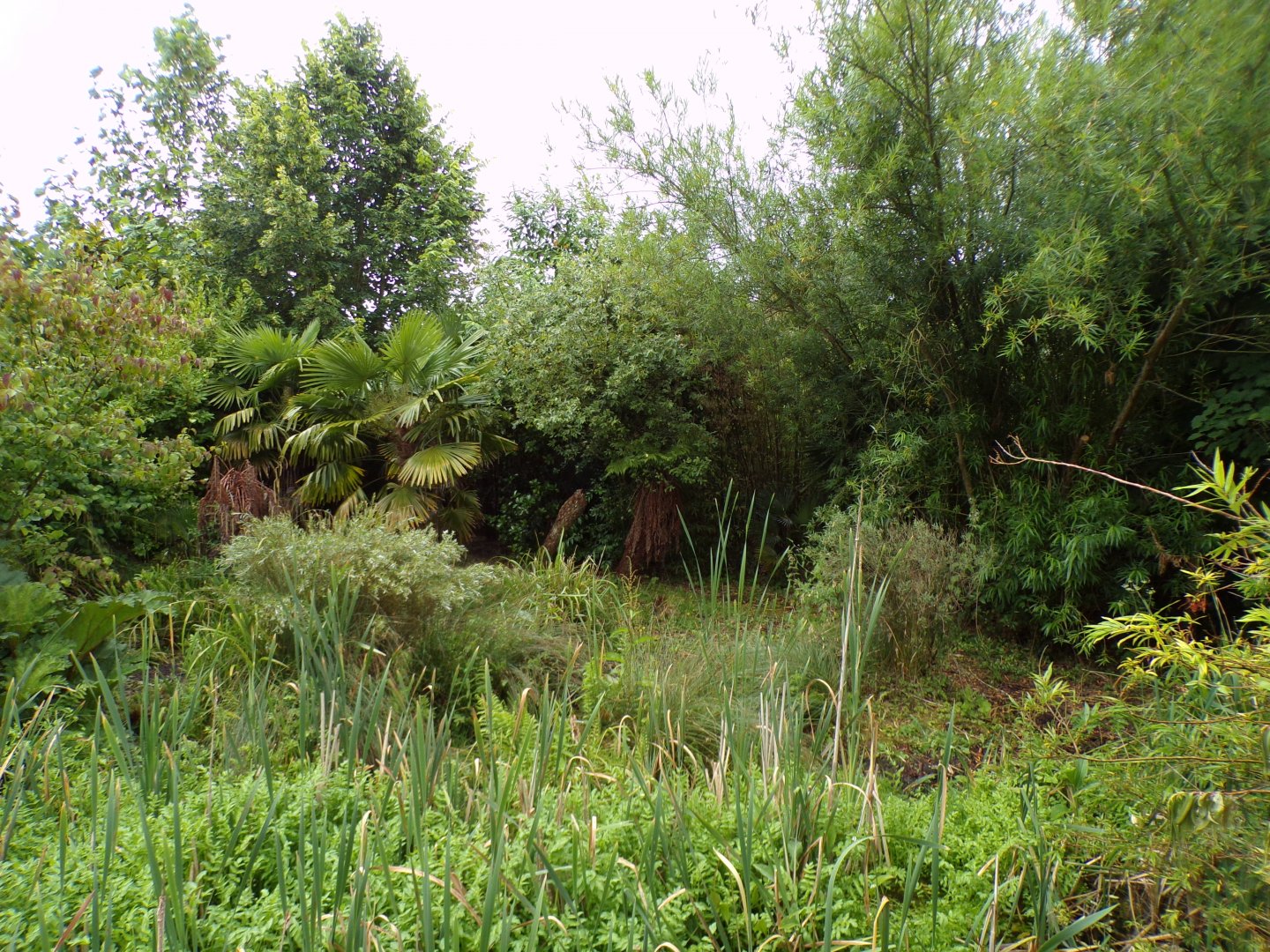 Southern cassowary enclosure 29.6.24
