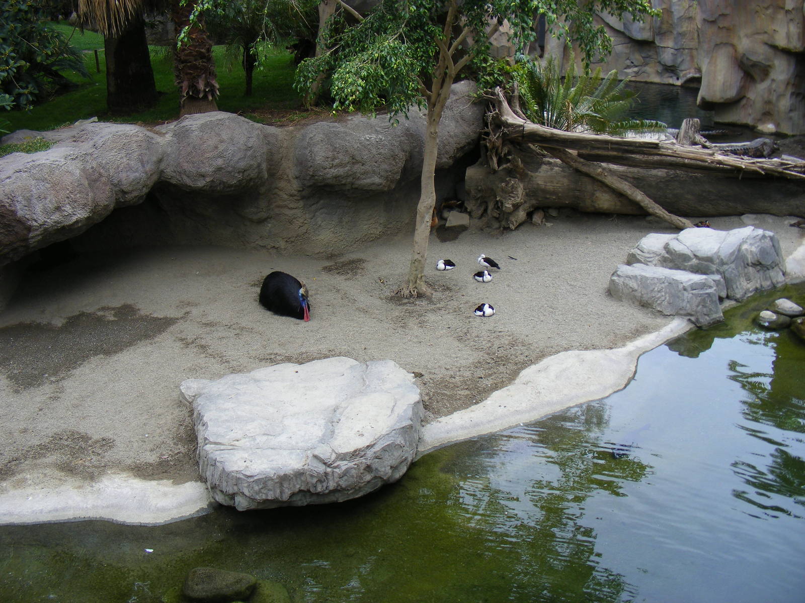 Southern cassowary enclosure at Fuengirola Zoo, 30 April 2009