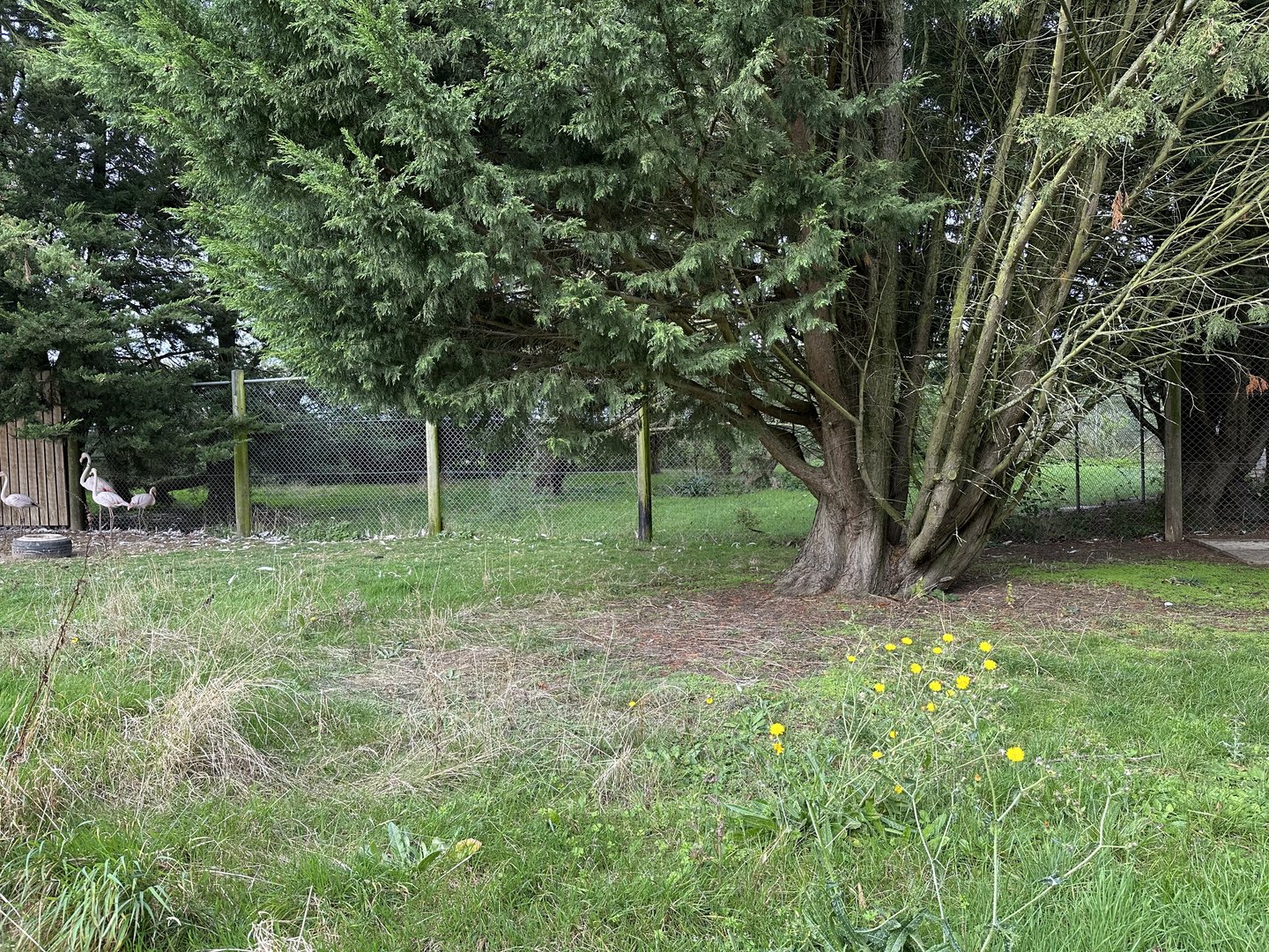 Southern Cassowary Enclosure at Hamerton Zoo Park (October 2023)